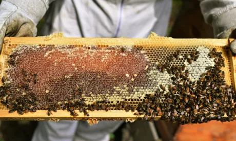 A hive of activity: 'Bee Lady' advocates for honeybee education in Mon County